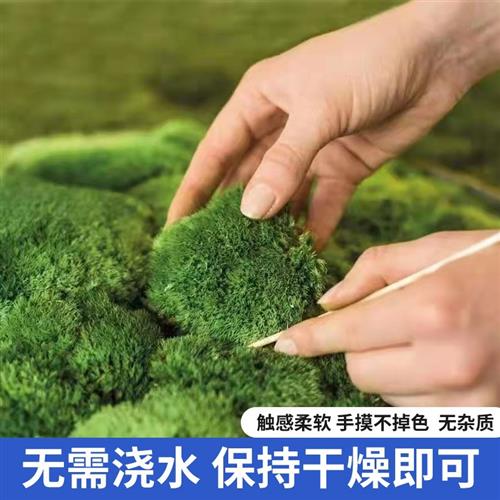 永生苔藓球创意绿植物仿真青苔球背景墙装饰白发藓大灰藓室内造景