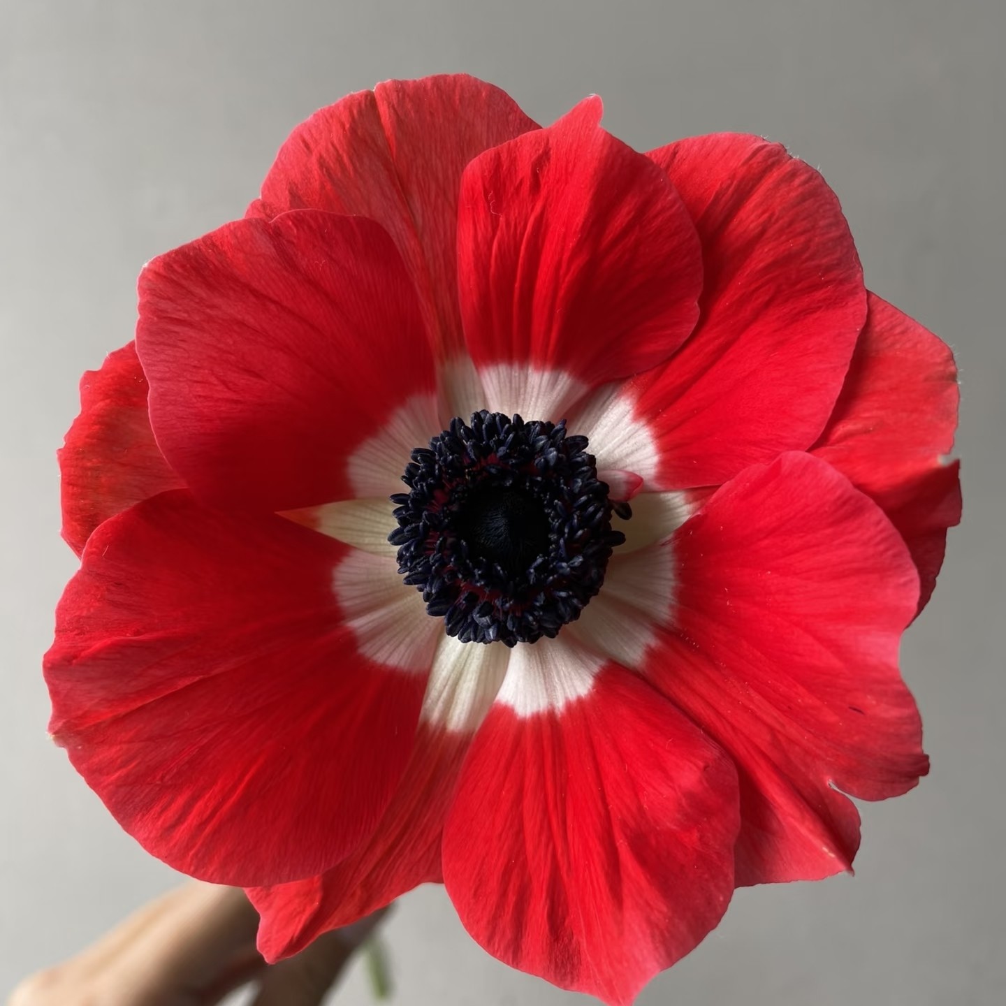 【云舍臻选】红色银莲花一扎 任意组合两单或以上包邮,淘宝优惠券,粉丝福利购,淘宝优惠卷