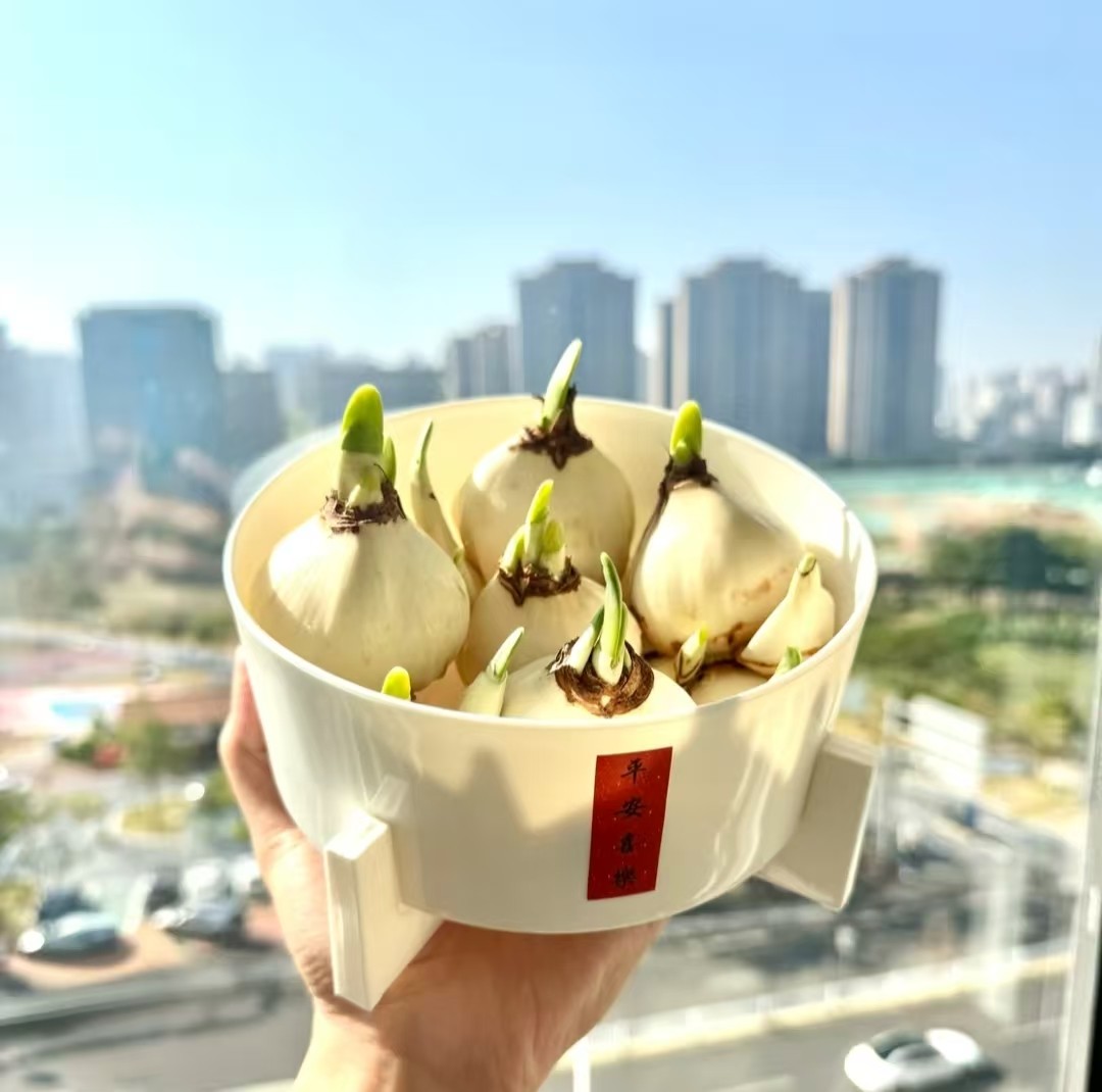 不参与拼单【年宵花】水培水仙花种球冬季开花绿植花卉好开好养,淘宝优惠券,粉丝福利购,淘宝优惠卷