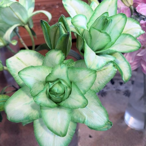 【云舍臻选】吸色薄荷绿【荧光】重瓣百合 鲜花  2单或以上包邮 - 图0