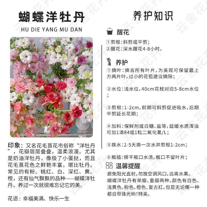 【云舍精选】希腊女神蝴蝶洋牡丹一扎 任意组合2单或以上包邮,淘宝优惠券,粉丝福利购,淘宝优惠卷