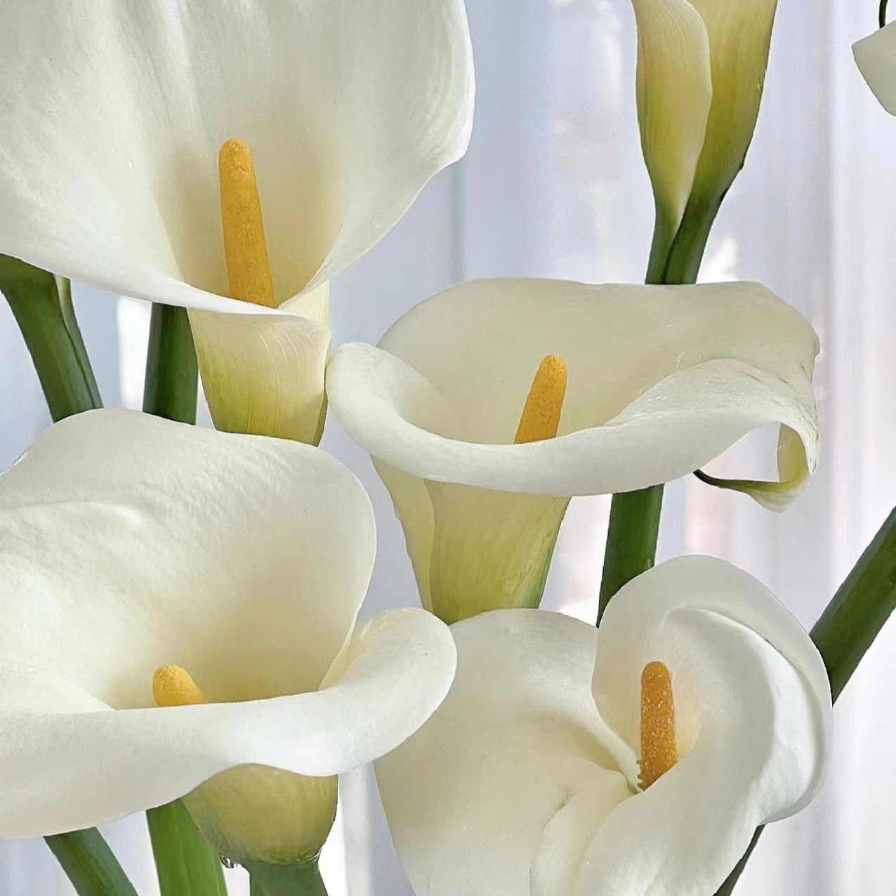 【云舍优选】花期长 马蹄莲 2单或以上包邮鲜切花基地直发鲜切 - 图2