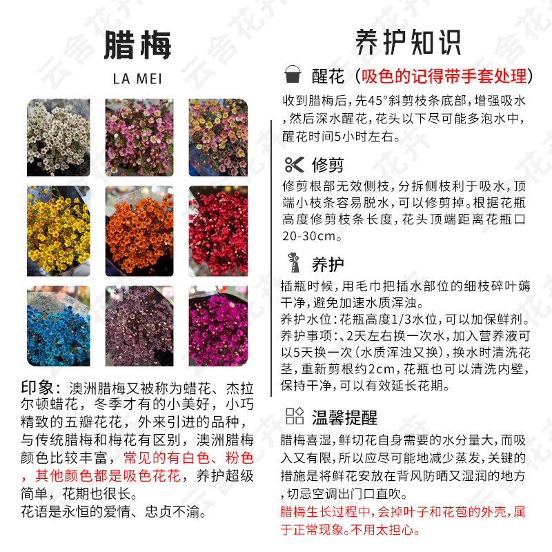 年宵花【首选】红色腊梅一扎 吸色的 任意组合2单冷链包邮,淘宝优惠券,粉丝福利购,淘宝优惠卷