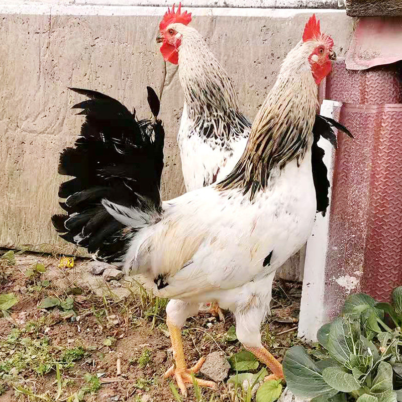 农家散养大公鸡活体鹊山鸡土公鸡活鸡走地鸡种鸡包活到家观赏公鸡,淘宝优惠券,粉丝福利购,淘宝优惠卷