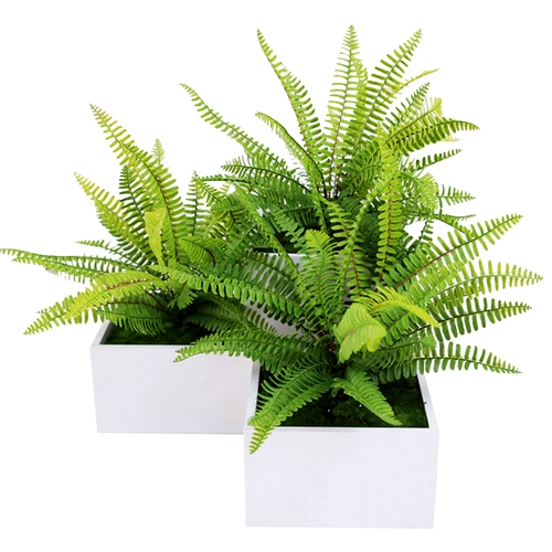 Гу Линг Исишен Моделирование растения Стена зеленый растение папоротники.