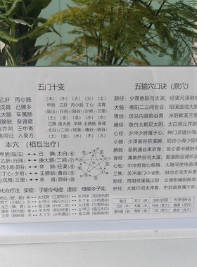 针灸入门五腧穴位图倪海厦针灸大成五输穴 井荥输经合 桌面摆件