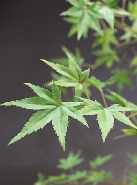 流泉枫仿真绿植假花高级