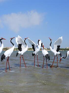 户外仿真仙鹤雕塑水景庭院花园林造景观装饰玻璃钢小品丹顶鹤摆件
