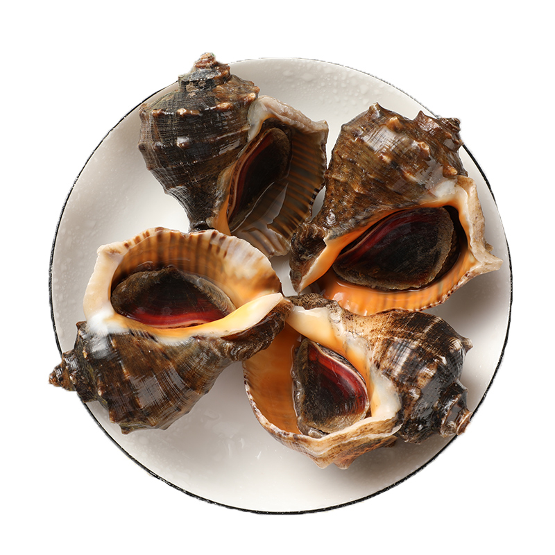 海螺鲜活超大海螺特大贝壳类海鲜水产新鲜青岛特产海捕螺3斤包邮 - 图3