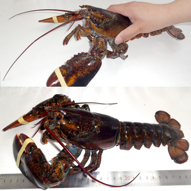 进口鲜活水产特大海鲜波士顿大龙虾 奇愿活虾