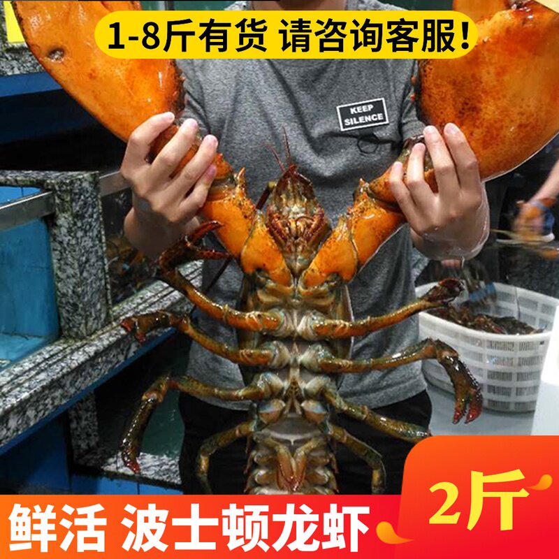 2斤鲜活波士顿新鲜水产包活10龙虾 奇愿活虾
