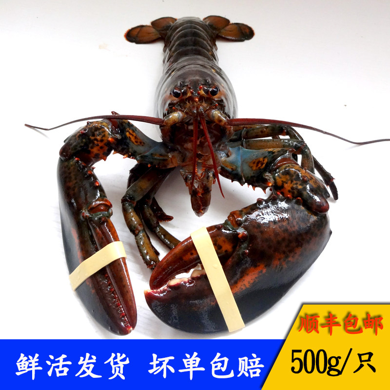 进口鲜活水产特大海鲜波士顿大龙虾 奇愿活虾