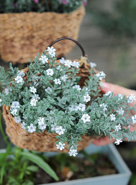 悬挂花篮森系园区庭院布置植物角