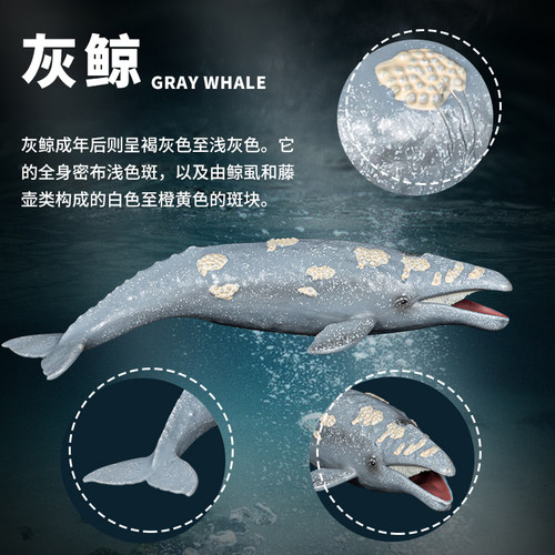 实心海洋动物大白鲨生物鲨鱼儿童模型仿真鲸鱼3虎鲸玩具4鱼缸摆件 - 图2