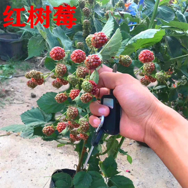 黑树莓苗特大双季树莓覆盆子树苗红树莓苗南方北方盆栽地栽果树苗 - 图1