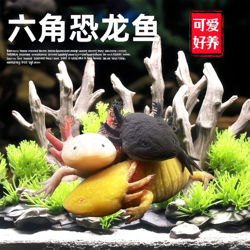 六角恐龙鱼冷水鱼蝾螈鱼缸水族宠物活体淡水好养易活观赏网红鱼陆 - 图2