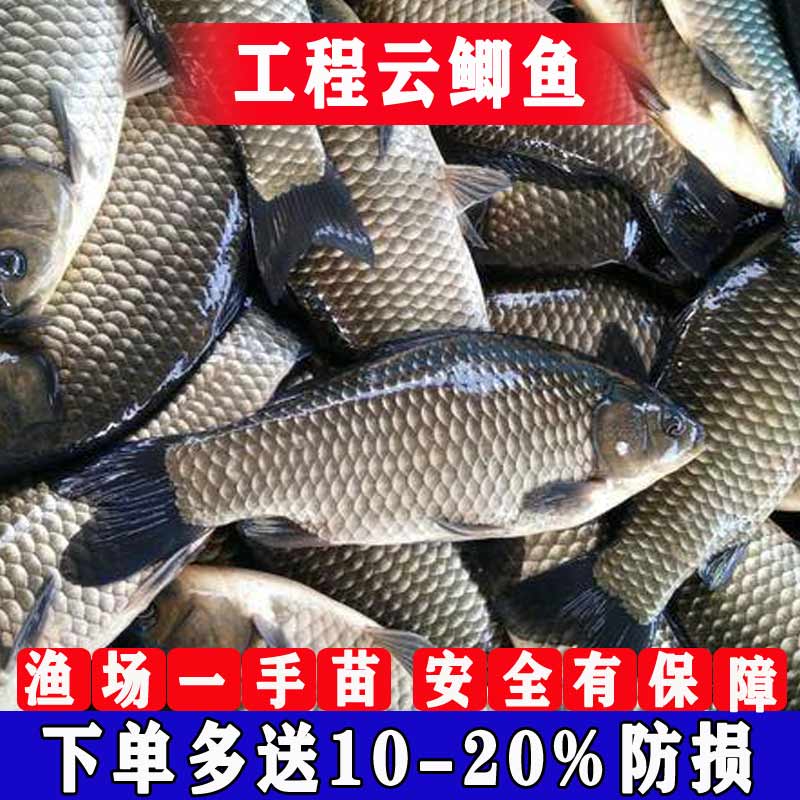 鲫鱼活鱼苗淡水养殖食用中科5号大品种工程云鲫黄金鲫土鲫鱼鱼苗 - 图0