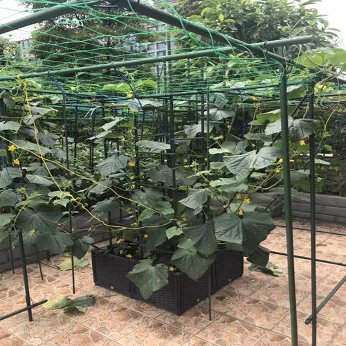 楼顶花园爬藤架庭院植物豆角黄瓜爬藤杆牵引固定包塑钢管园艺支架 - 图1