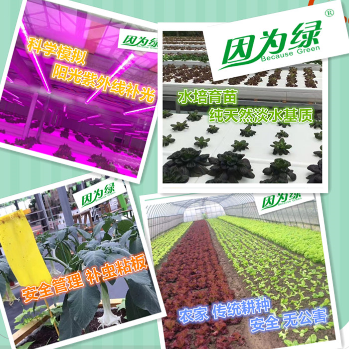 羽衣甘蓝新鲜 新鲜蔬菜 甘蓝菜 kale 500g 江浙沪皖5件包邮 - 图2