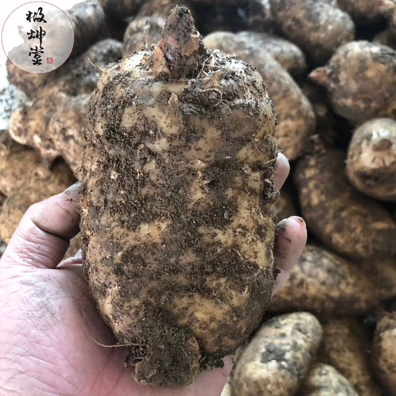正品大500g野生云南昭通乌特级天麻 极坤堂天麻