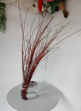 红端木鲜枝泡水开真花水养植物花枝插花瓶红瑞木干枝花包遇水开花