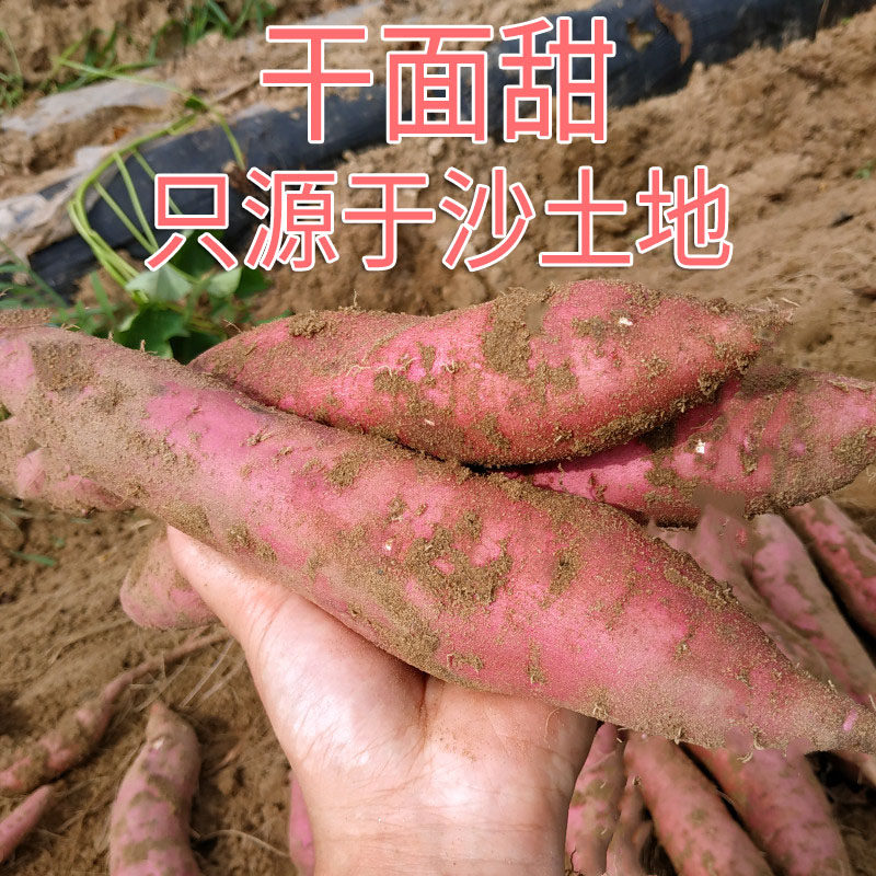 板栗红薯陕西临潼沙土地干面甜10 瑶果林番薯