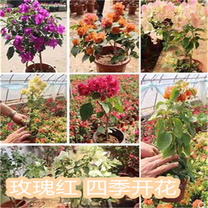 三角梅爬藤植物带花卉盆栽重瓣老桩庭院四季开花室内阳台庭院树