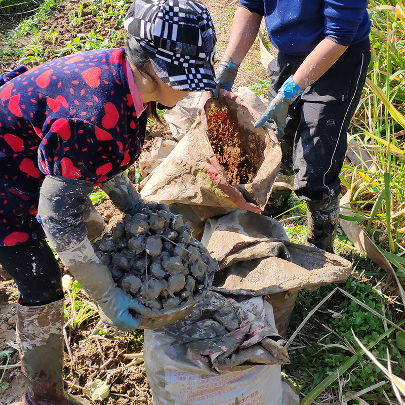 新鲜马蹄荸荠大果地栗地梨农家水果蔬菜红果9斤当季应季时令-图3