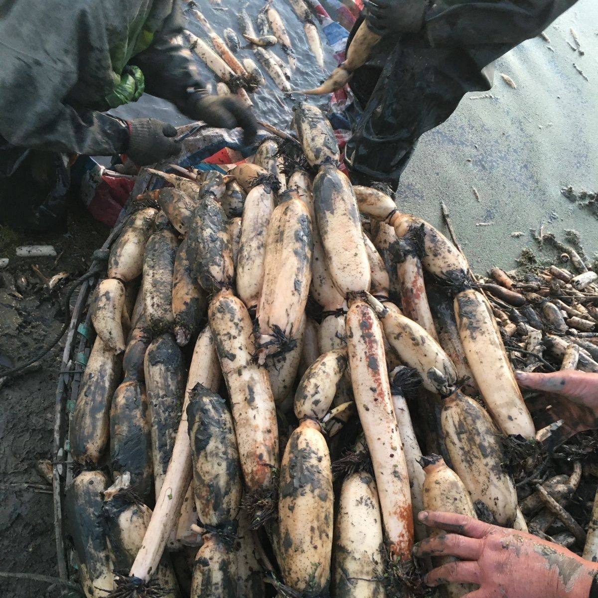 洪湖食用粉藕种藕苗莲藕种根苗荷花盆栽水养缸桶水田池塘高产种植,淘宝优惠券,粉丝福利购,淘宝优惠卷