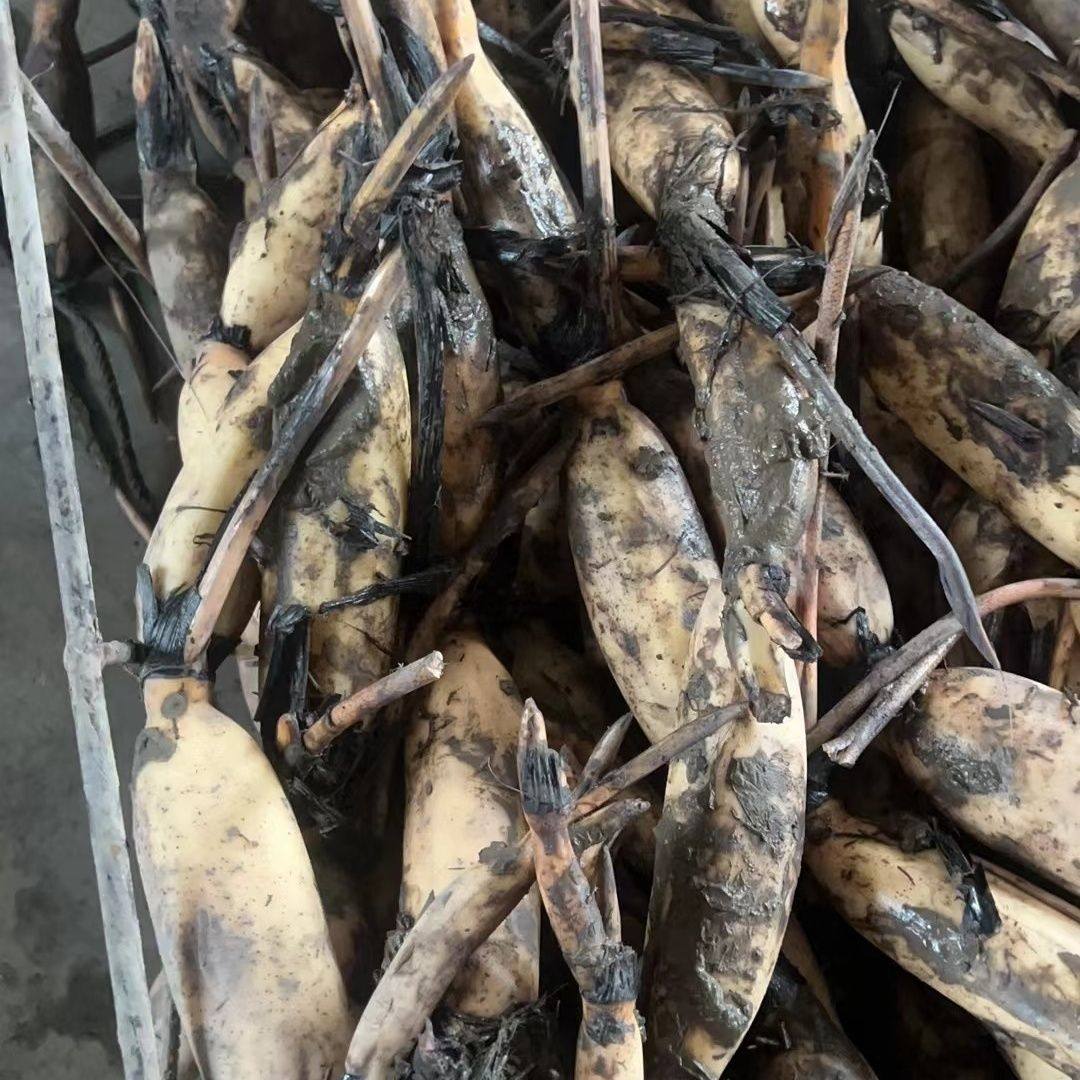 洪湖食用粉藕种藕苗莲藕种根苗荷花盆栽水养缸桶水田池塘高产种植,淘宝优惠券,粉丝福利购,淘宝优惠卷