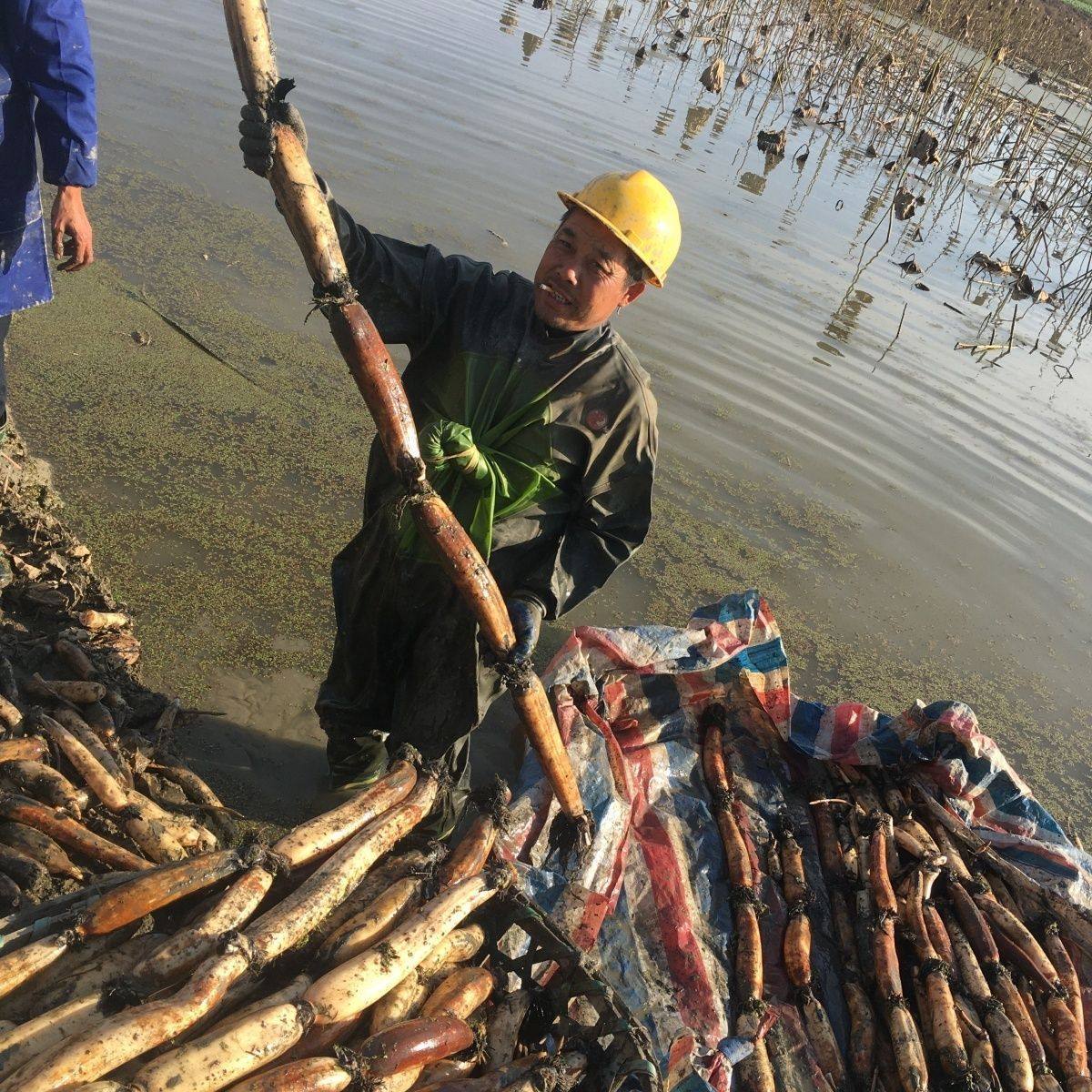 洪湖食用粉藕种藕苗莲藕种根苗荷花盆栽水养缸桶水田池塘高产种植,淘宝优惠券,粉丝福利购,淘宝优惠卷