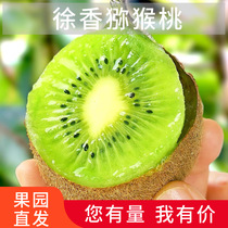 Shaanxi eyebrow county Xu Xiangqi Exotic Fruits Green Hearts Kiwifruits Xu Xiangqi Allos Large Moisture Foot