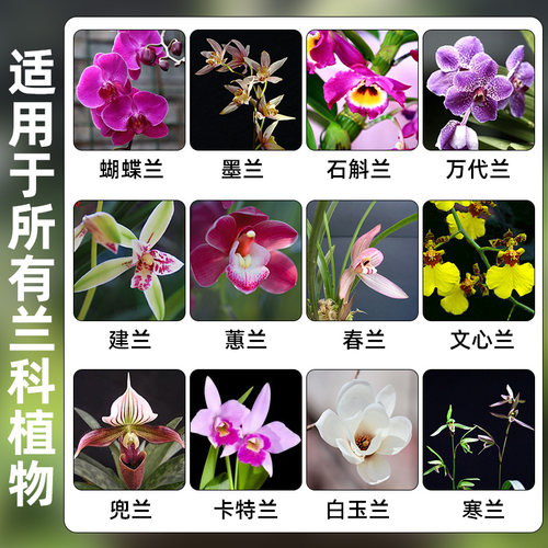 兰花专用营养液兰陵王兰灵王微生物菌剂杀菌药兰花专用肥料君子兰 - 图3