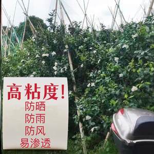 柑橘防晒贴纸沃柑桔子水果太阳果防晒贴脐橙粘果树贴纸日灼耐高温