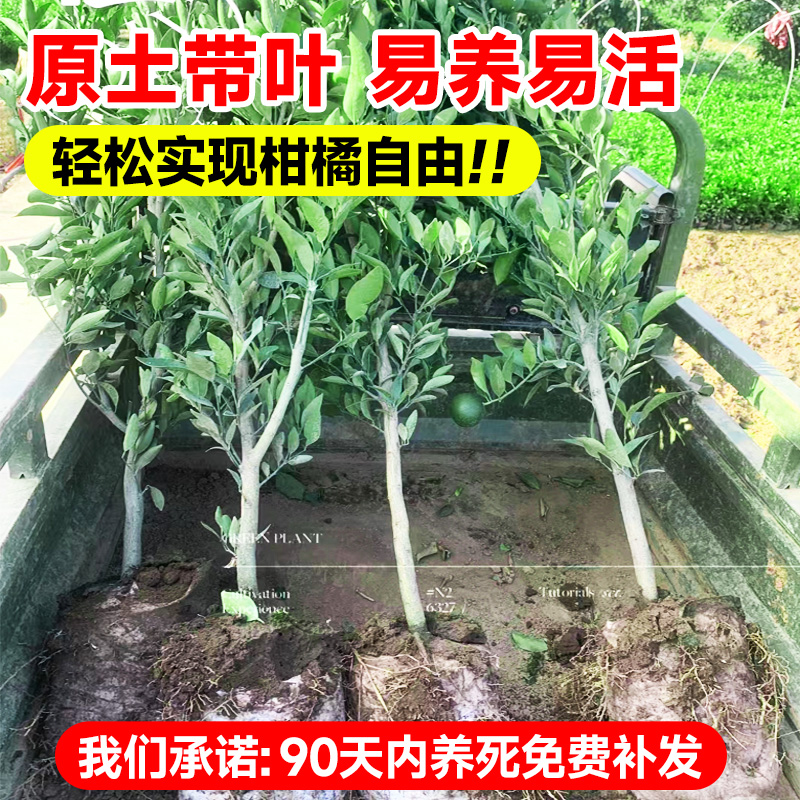 沙糖桔树苗地栽盆栽南方北方种植橘子树苗柑桔果树果苗嫁接砂糖橘