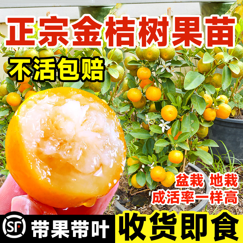 脆皮金桔带果发货盆栽树苗四季果树可食用橘子苗脆皮金橘室内常绿