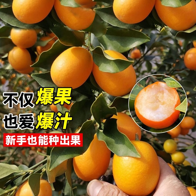 融安脆蜜金桔苗可食用树苗客厅盆栽果苗带果脆皮橘子果树四季种植