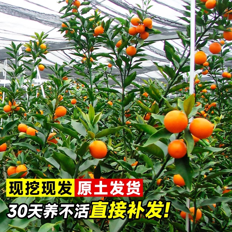 融安脆蜜金桔苗可食用树苗客厅盆栽果苗带果脆皮橘子果树四季种植