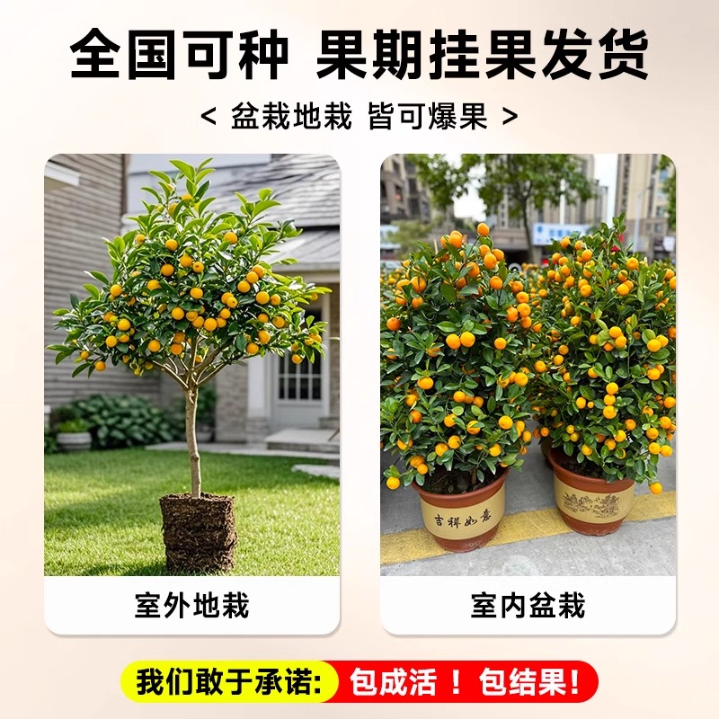 脆皮金桔树树苗带果橘子树果树苗南北方耐寒盆栽庭院地栽四季种植