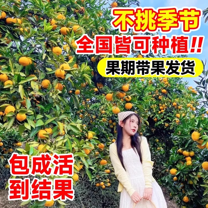 黄岩无核蜜桔苗嫁接桔子树苗甜橘子黄岩蜜桔果树苗当年结果树树苗