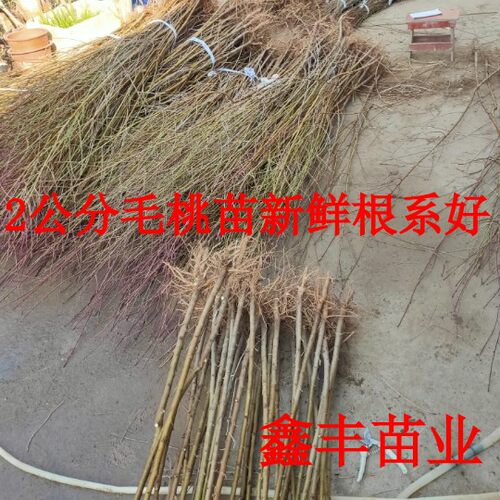 毛桃苗 树苗 山桃苗野桃苗实生桃苗桃树砧木苗野桃苗直生苗原生苗 - 图2