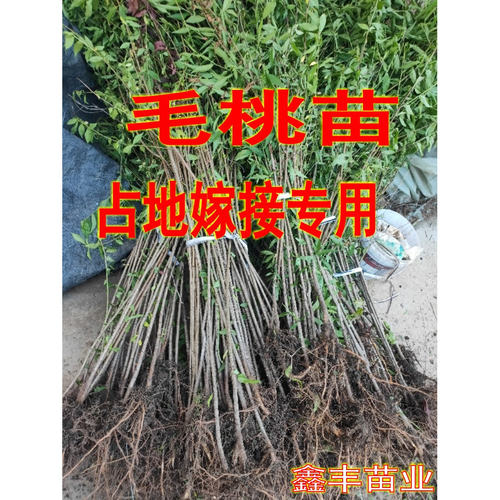 毛桃苗 树苗 山桃苗野桃苗实生桃苗桃树砧木苗野桃苗直生苗原生苗 - 图3