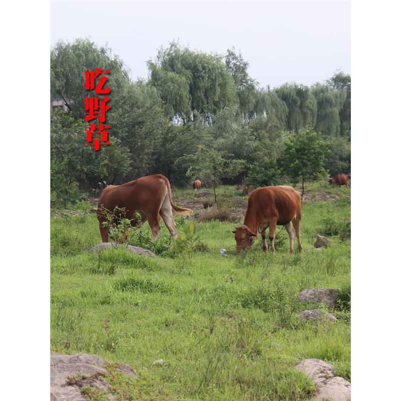 新鲜纯牛粪饼牛屎粪诱蜂修补蜂箱蜂桶缝隙非发酵饲养食草有机肥湿 - 图1