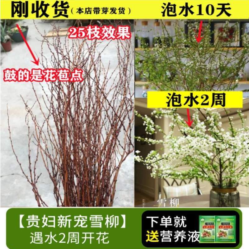 柳枝昆明重瓣雪柳观赏干花迎龙柳水鲜枝培枝支枯木逢春遇水开养活 - 图0