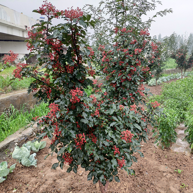 峪北无刺花椒苗  嫁接无刺花椒树苗  芽穗枝条 砧木种子 - 图1