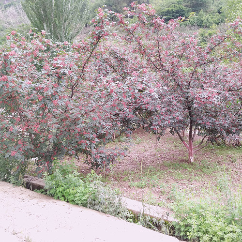 甘肃陇南武都峪北无刺花椒苗嫁接无刺花椒树苗嫁接芽穗种子 - 图2