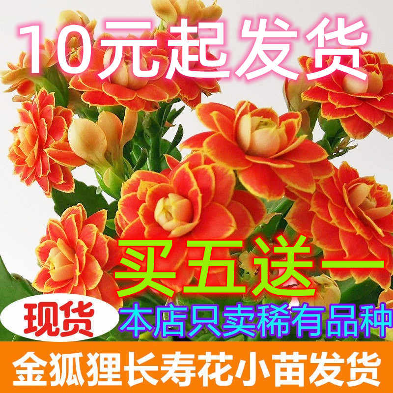 お花が長生きする栄養剤 植物栄養剤 花栄養剤 送料無料 お得なキャンペーンを実施中 送料無料