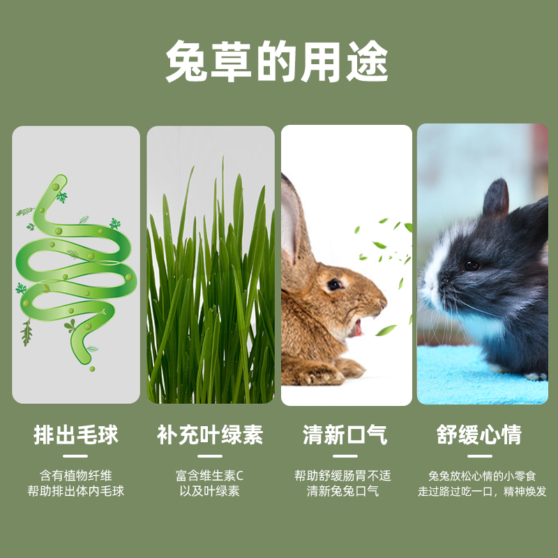 水培猫草杯兔草小麦种子狗草兔子荷兰猪小麦草鲜草无土水培猫草 - 图2