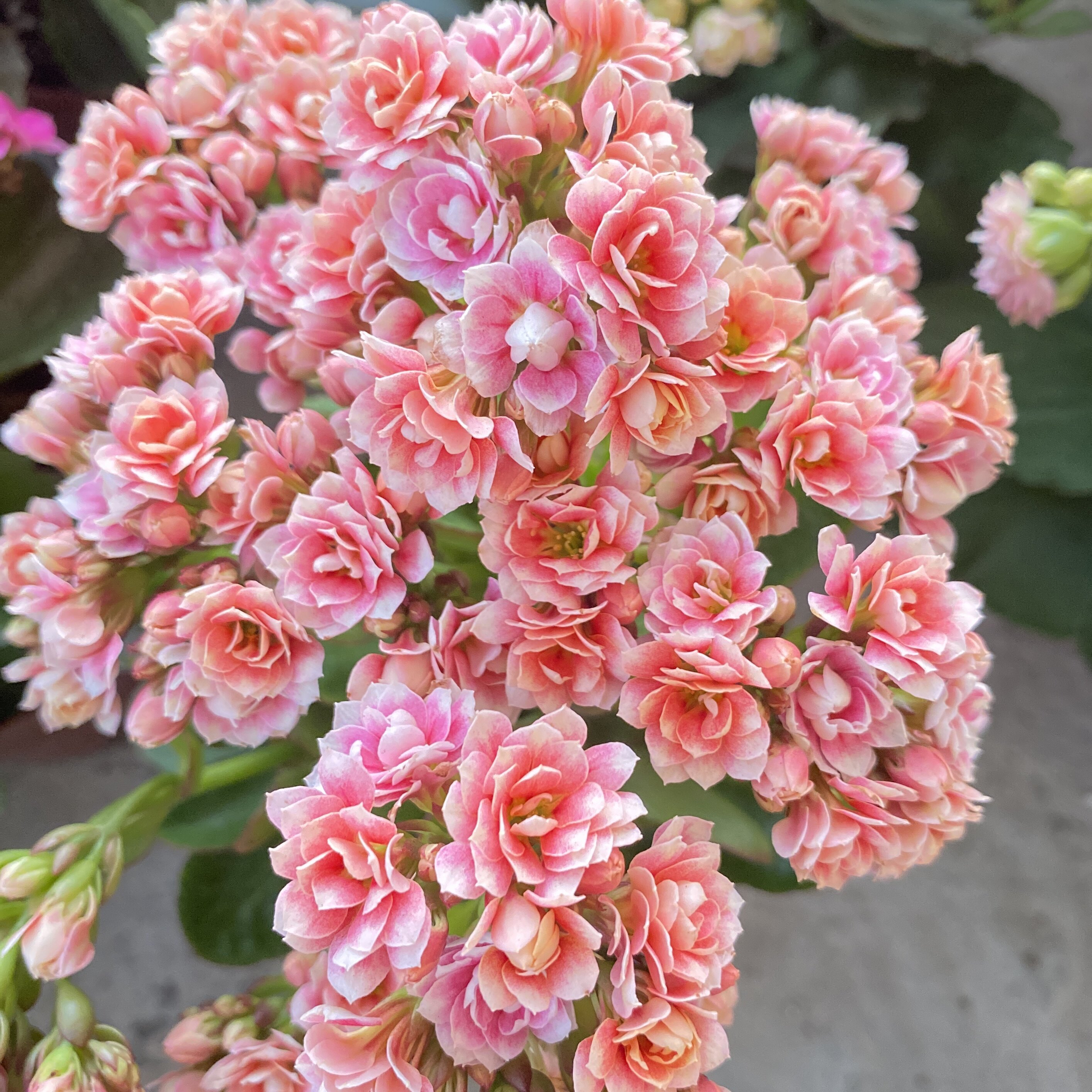 婉婉的花园长寿花盆栽重瓣花苗耐养型带花苞进口稀有新品种香槟