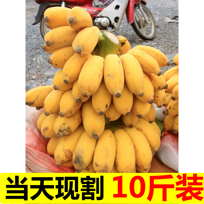 香蕉 5新鲜小米蕉带箱10斤芭蕉海南帝王蕉banana水果5苹果粉蕉3-图0